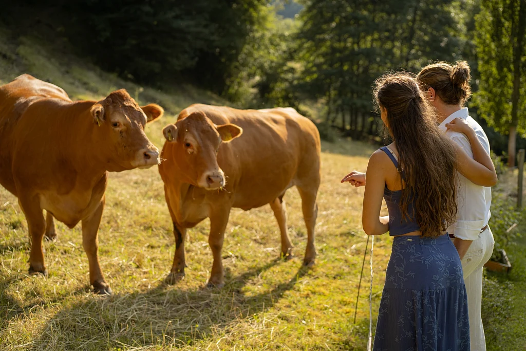 Paar beobachtet zwei neugierige Kühe auf der Weide – Mosipictures